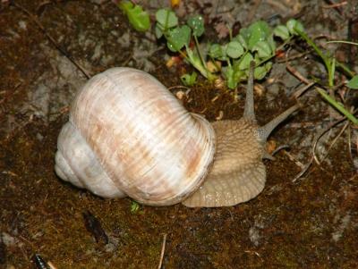019 some sort of a shell.jpg