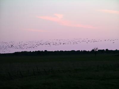 barnacle_geese