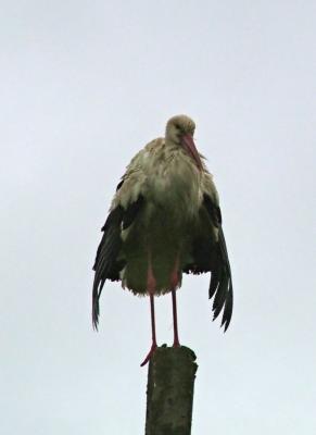 003 The stork in the rain.jpg