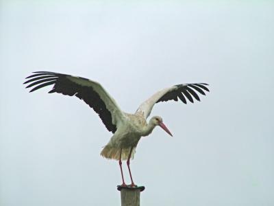 004 better to fly away.jpg