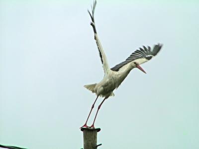 the_stork