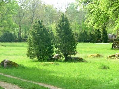 012 some junipers.jpg