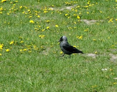 009 the jackdaw is busy.jpg