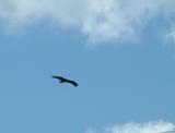 002 a buzzard.jpg