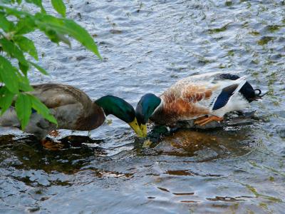 u45/anayv/medium/28999159.etwoducksoutofthreeFZ10psP1000257.jpg