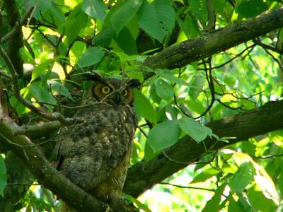 u45/anayv/medium/28999183.eMr.OwlclosedigitalzoomFZ10psP1000109.jpg