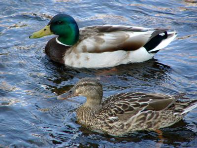 u45/anayv/medium/28999193.ecoupleducksFZ10psP1000230.jpg