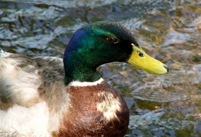 u45/anayv/medium/28999194.eSharpMallardcloseFZ10psP1000235.jpg