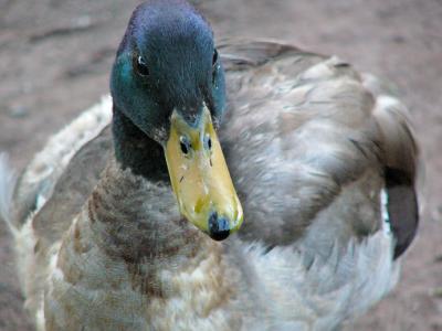 u45/anayv/medium/29485086.ecloseduck2psfz10P1010056.jpg