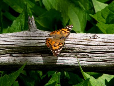 u45/anayv/medium/29518548.ebutterflylogPSfz10P1171.jpg