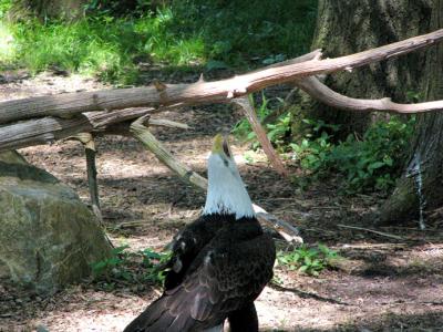 u45/anayv/medium/29518566.eEagleupcrypsfz10P1362.jpg