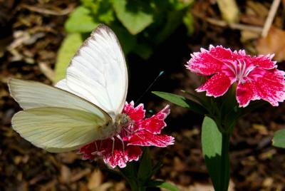 u45/anayv/medium/29518719.eWhiteButterflyandpinkflowers1PSfz10P1330.jpg