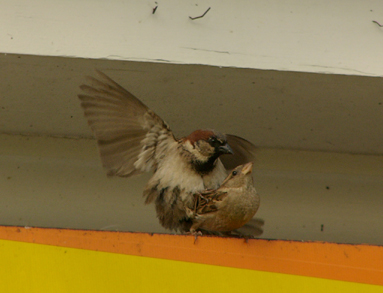 u45/anayv/upload/29288658.eLovebirds1PSfz10P1000652.jpg