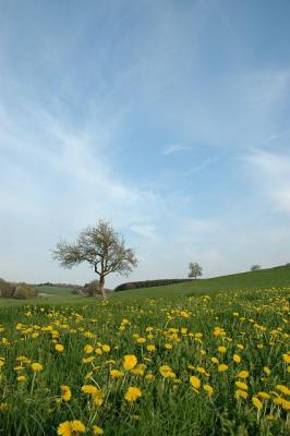 u45/andi1712/medium/28965133.DSC_0367a.jpg