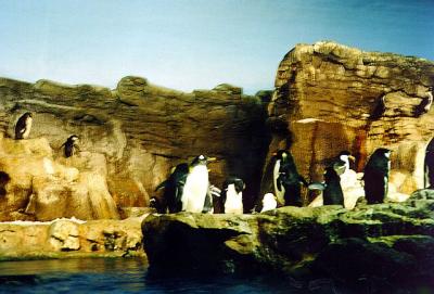 Pinguins - Sea World - 1994