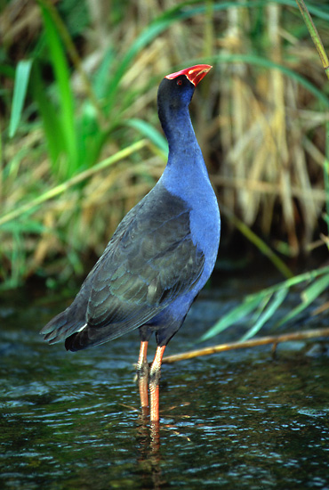 Nice birdy