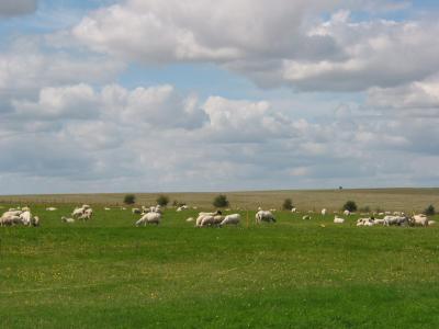 125-2550_IMG.JPG