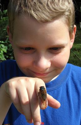 Cicada season (5/30/04)