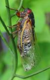 Cicada (Pro1)