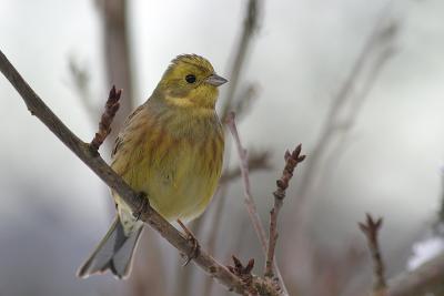 Yellowhammer