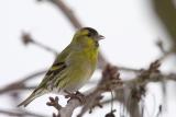 Male Siskin