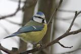 Blue Tit and Peanut