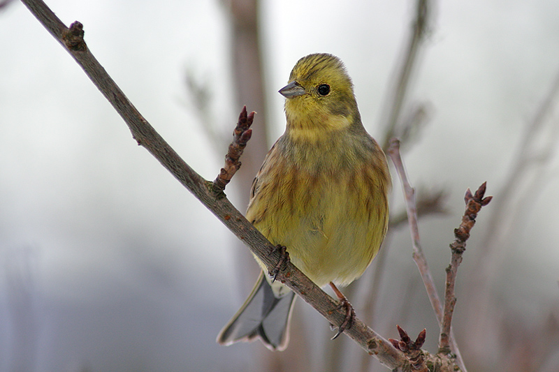 Yellowhammer