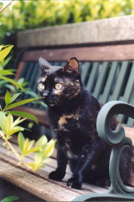 Le gatte femmine di IDAG 2004