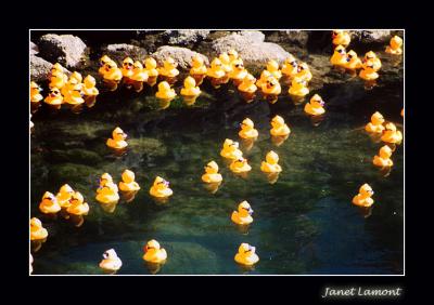 Duck Derby '04