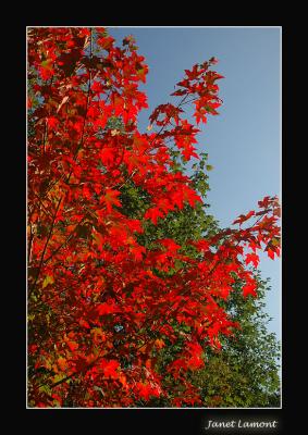 Fall Colors