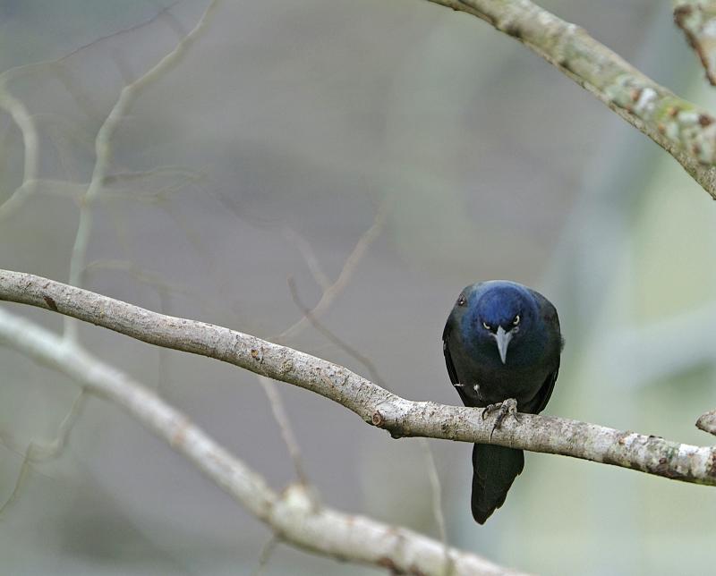 common grackle purple race 11