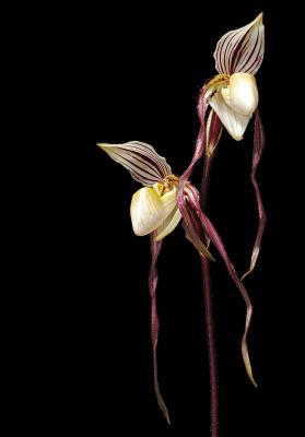 Paph phillipenense var Lavigatum