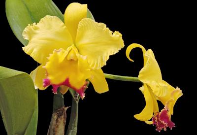 BLC Chyong Guu Chaffinch 'Ta-Hsin' 01