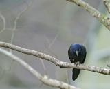 common grackle purple race 11