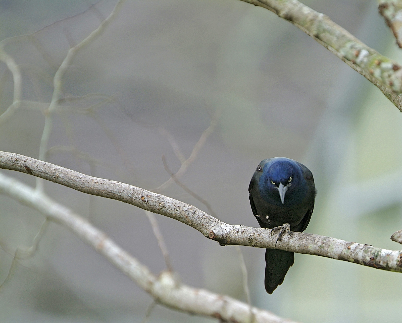 common grackle purple race 11