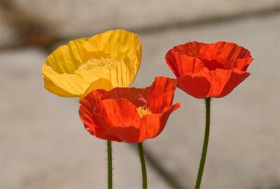 Poppies In The Sunlight .