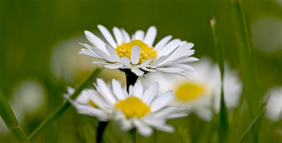 daisies