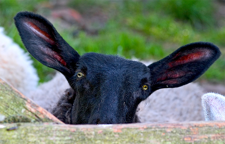 Im All Ears .