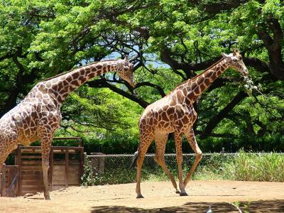 Play Time for Giraffes