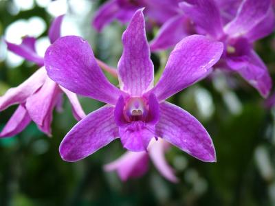 Fushia Orchid