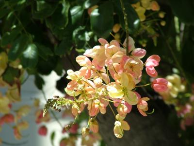 Rainbow Shower Tree