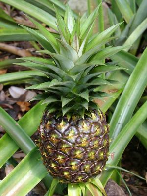 A Pineapple