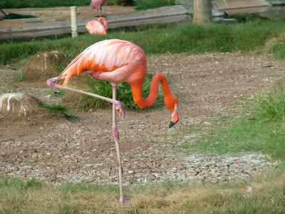 Flamingo Solo