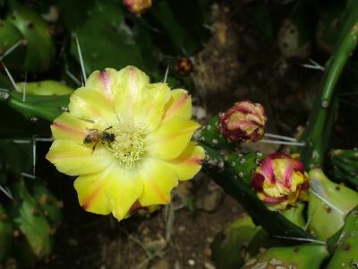 A Bee & Cactus Flower