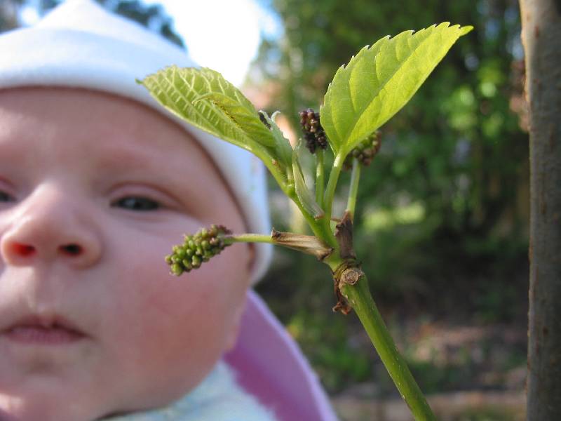 inspecting the new mulberry tree
