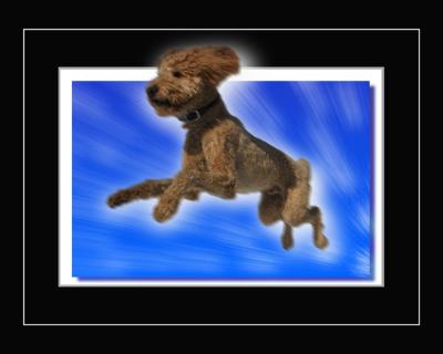 Toby Flying haze frame flat b.jpg