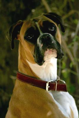 jessie - 12 .jpg