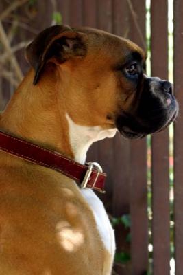 jessie - 15 .jpg