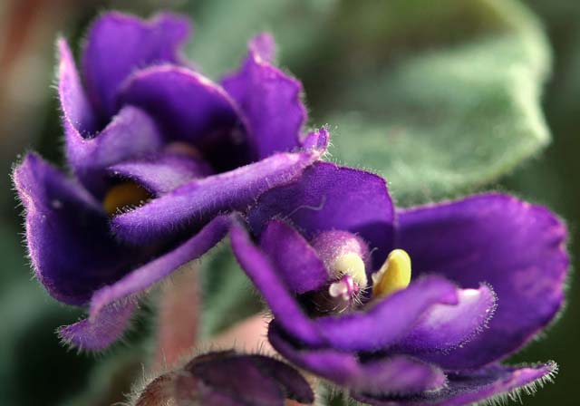 african violets.jpg