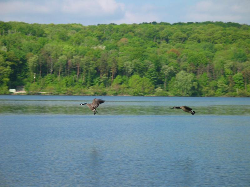 A Lake of Two Birds